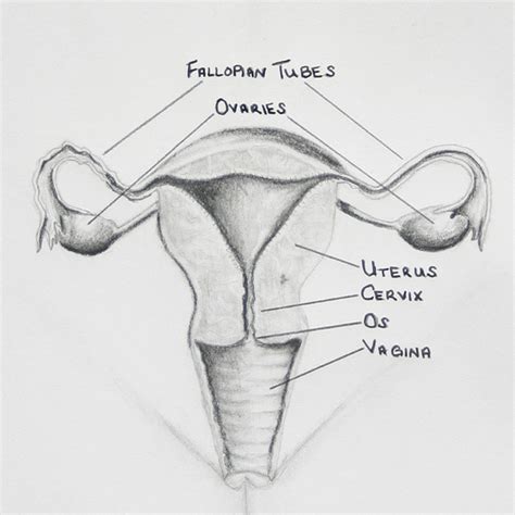 The diagram below represents part of a human reproductive system. Draw neat and well labelled diagram of Human female ...
