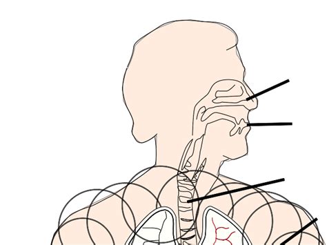 Unlabelled Respiratory System Clip Art At Vector Clip Art