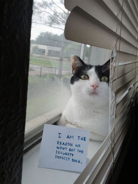 Funny Confessions Of Naughty Cats 17 Photos Funcage