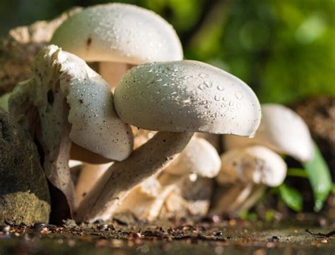 White Button Mushrooms Introduction And Health Benefits Fit For The
