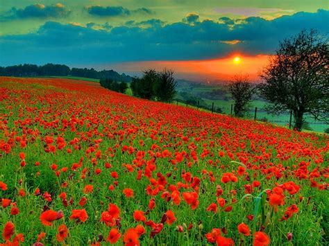 Hd Wallpaper Poppies Flowers Field Beautiful Sunset Red Flower