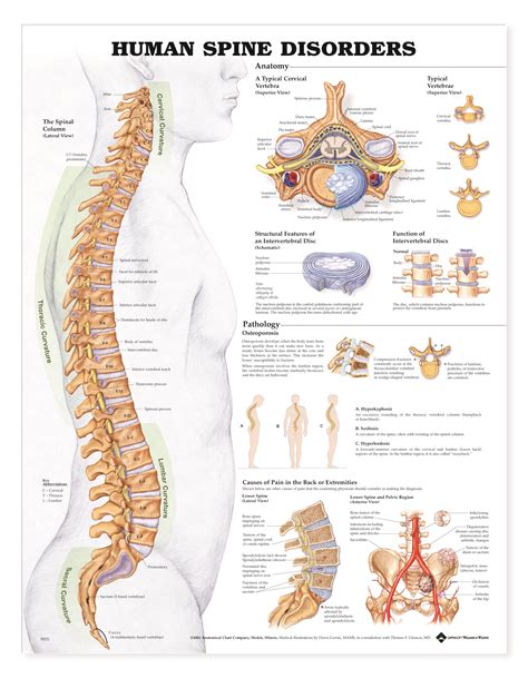 1195 Aud Anatomical Spinal Column Diagram Chart Spine Anatomy Print Images
