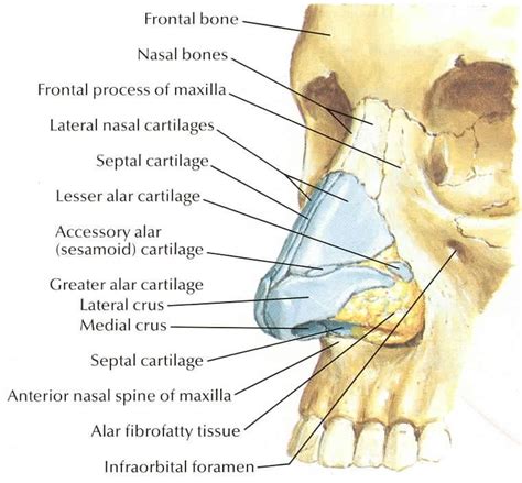 Anatomy Of Nasal Bones Anatomy Images And Photos Finder