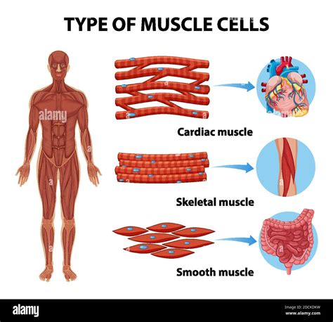 Type Of Muscle Cells For Health Education Infographic Illustration
