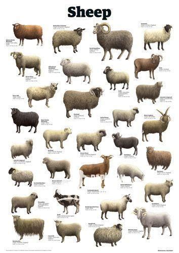 Charts Sheep Charts Sheep Charts Sheep Sheep Breeds Sheep Art