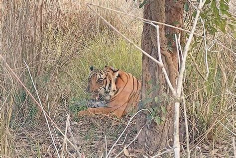 100 Camera Traps Installed At Rajaji To Keep Vigil On Relocated Tigers
