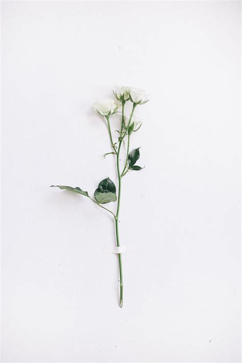 spray rose | Artifical flowers, Simple aesthetic, Flower ... White flowers as far as the eye can reach (the smell is strong!) magic places.