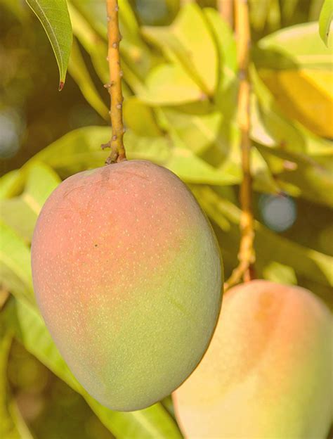 The Mango Fundraiser Bowen Special Mangoes Australian Mango Order