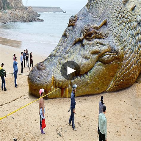 Tourists Left In Shock As They Stumble Upon A Massive Crocodile Like