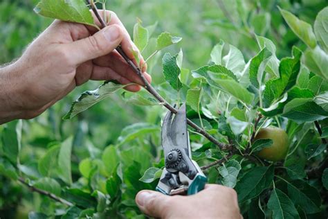Pruning Fruit Trees In Summer Bbc Gardeners World Magazine