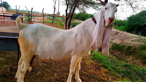 Raising Gulabi Goats The Ultimate Guide