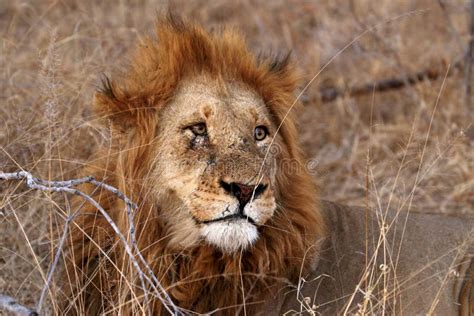 Close Up Of Lion In The Kruger National Park South Africa Stock Image