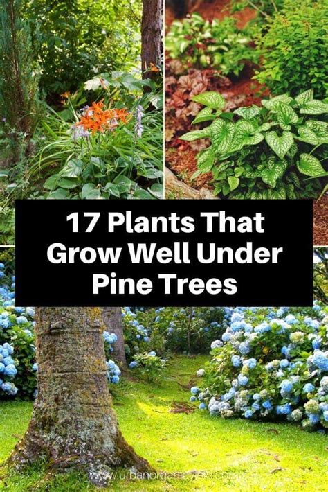 17 Plants That Grow Well Under Pine Trees Landscaping Around Trees