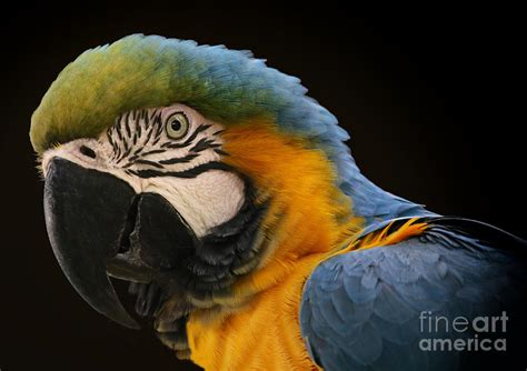 Đây là nơi vừa vào đã muốn ra Blue And Gold Macaw Photograph by Mary Lou Chmura