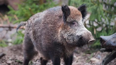 Red Deer County Calls For Ban On Wild Boar Farms Cbc News
