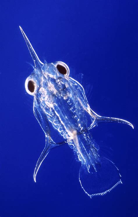 Zooplankton The Australian Museum