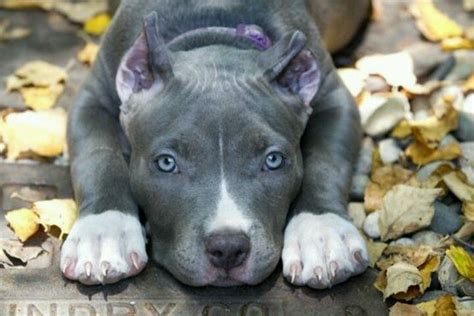 Female Blue Eyed Pitbull Pitbull Puppies Blue Nose Pitbull Puppies