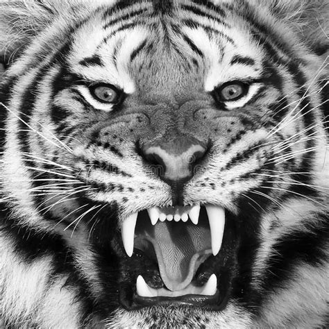White Tiger Stock Image Image Of Gaze Head Grace Bengal 68813075