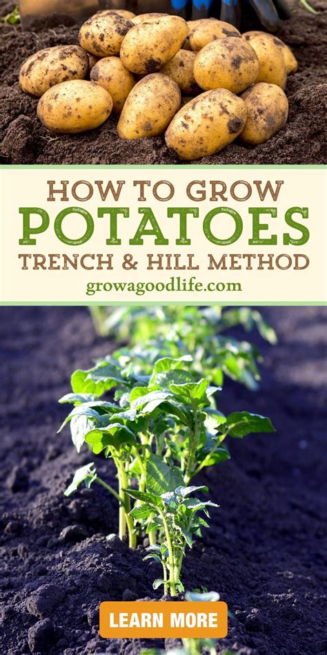 How To Grow Potatoes Trench And Hill Method Growing Potatoes Spring