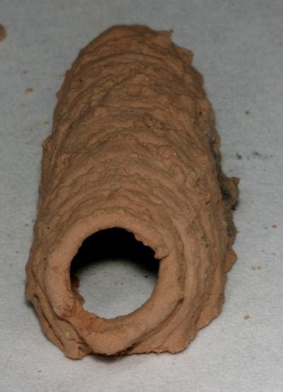 Mud Dauber Nest With Spiders The Backyard Arthropod Project