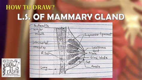 How To Draw Ls Of Mammary Glands Easy Fast And Stepwise Exam Guide