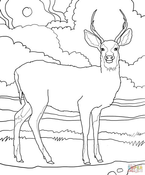 Whitetail deer coloring page for kids and adults from mammals coloring pages, deer coloring pages. Coloriage - Cerf mulet | Coloriages à imprimer gratuits