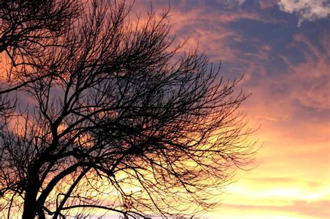 Free Picture Sunset Clouds Leafless Tree Dusk