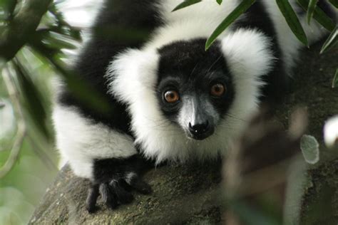 Critically Endangered Black And White Ruffed Lemur