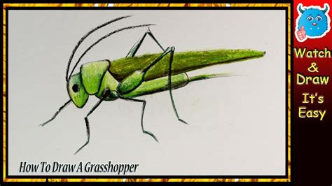 How To Draw A Grasshopper Youtube