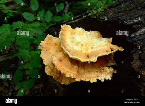 Chicken Of The Woods Chicken Mushroom Stock Photo Alamy