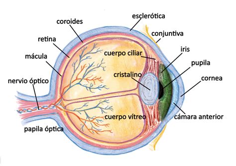 Anatomía Y Forma Del Ojo Quirell