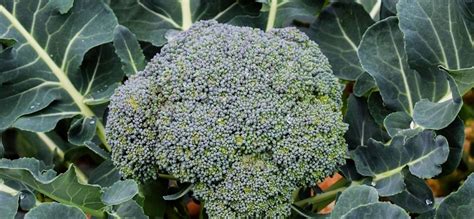 Blog Growing Broccoli In Your Garden Tips And Tricks