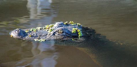 How Far North Do Alligators Live Alligator Range Overview