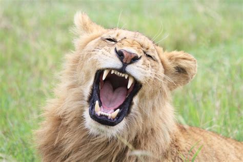 Les Etats Unis Veulent Protéger Le Lion Africain Menacé Dextinction