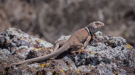 Male Great Basin Collared Lizard 1 Idaho Morley Nelson Flickr