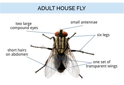 Fly Identification Types Of Flies House Fly Anatomy And Life Cycle