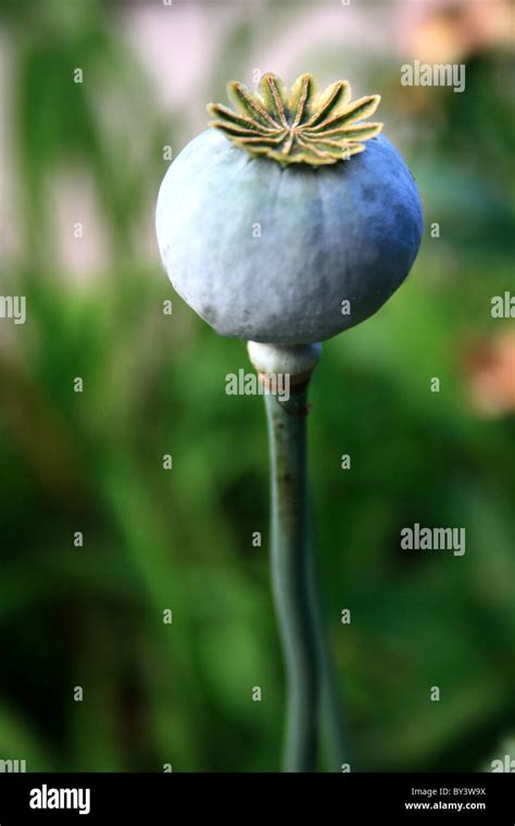 Opium Poppy Thailand Hi Res Stock Photography And Images Alamy