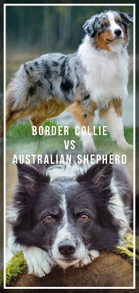 Are Australian Shepherds Smarter Than Border Collies