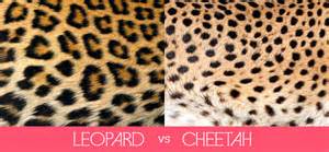 Although taller than the leopard, it is notably smaller. Lets Make Things Clear: Leopard Prints vs. Cheetah Prints ...
