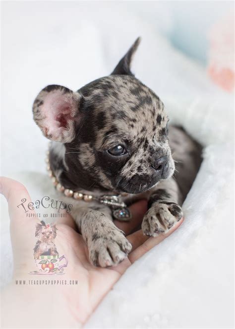 Also we are dealing in pug, boxer, dachshound, german. Blue Merle Frenchie Puppy by TeaCups, Puppies & Boutique ...