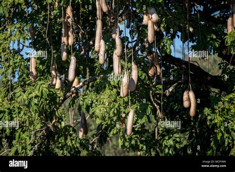 Sausage Tree Kigelia Africana Fruit Hanging On Tree Zambia Stock