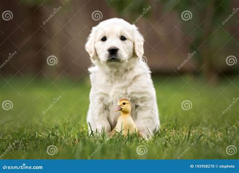 Golden Retriever Puppy And Duckling Posing Together On Grass Stock