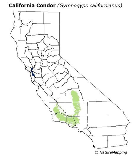 California Distribution Map California Condor Gymnogyps Californianus