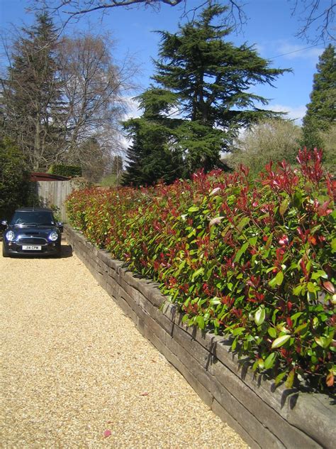 Coregravel Driveway Also Shows Photinia Red Robin Hedge Garden