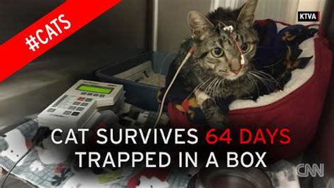 Miracle Cat Trapped Inside A Box For 64 Days Survives 3600 Mile Journey Without Food Or Water