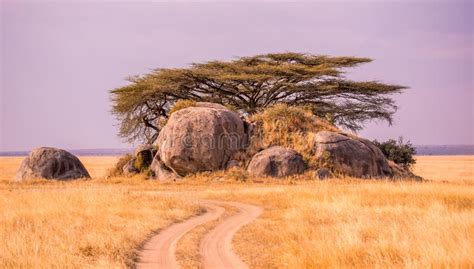 Game Drive On Dirt Road With Safari Car In Serengeti National Park In