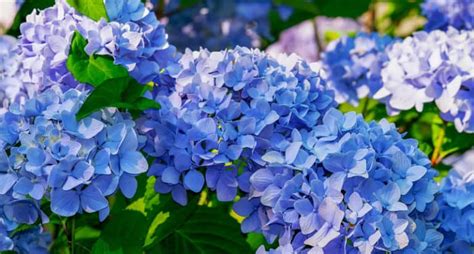 Pruning Mophead Hydrangeas When And How Hydrangea Guide