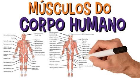 Sistema Muscular Nome Dos Principais Músculos Do Corpo Humano Em 2020