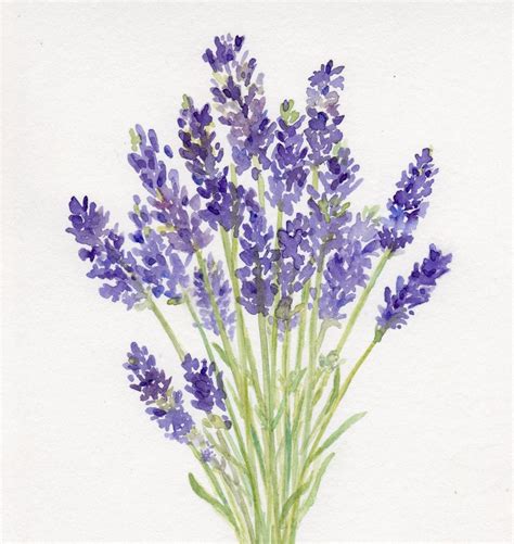 Lavender Watercolor Print Lavender Bouquet Lavender Cards Lavendar