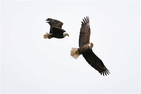 Two Bald Eagles In Flight